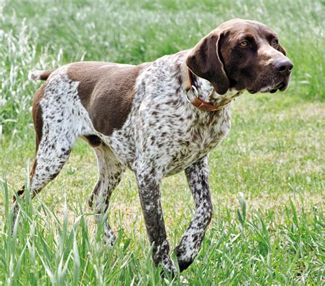 pointing dog blog breed   week  german shorthaired pointer