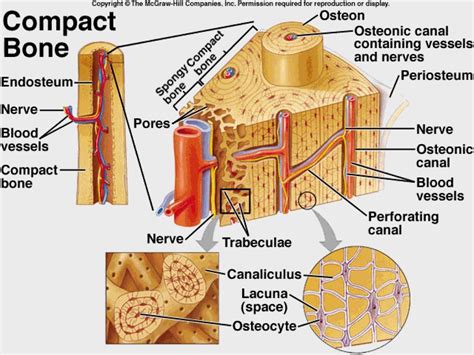 bone tissue anatomy google search anatomy  physiology human anatomy  physiology