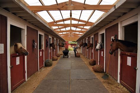 visiting  york citys  horse stables curbed ny