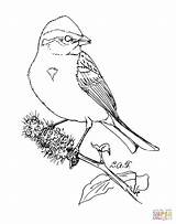 Sparrow Tree Shrike Marittimo Pino Designlooter sketch template