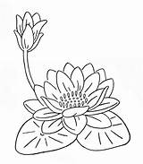 Loto Pintar Nenufares Lilies Acuaticas Imagui Lili Quilt Aprender Utililidad Aporta Pueda Deseo Lily1 sketch template