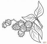 Coloring Rambutan Pages Drawing Branch sketch template