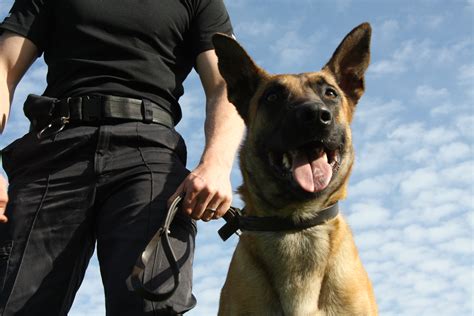 june  positive police dogs