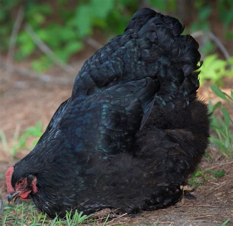 Black Cochin Bantam Chickens For Sale Cackle Hatchery