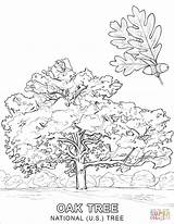 Coloring Oak Tree Pages National Printable sketch template