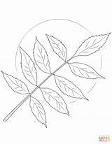 Coloring Ash Leaves Tree Pages sketch template