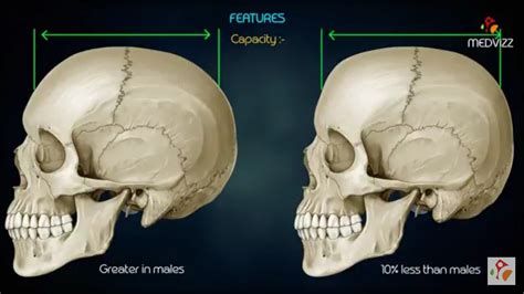 male  female skull medical skull medical education