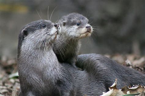 facts       adorable otter  taronga conservation society australia