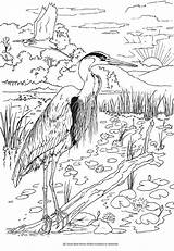 Coloring Pages Birds Book Dover Bird Publications Sheets Doverpublications Beautiful Books Heron Haven Creative Welcome Colouring Printable Adult Color Blue sketch template