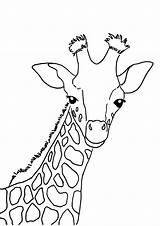 Giraffe Giraffa Stampare Pianetabambini Potrete Salvarla Ingrandita Scaricarla Diretta Maniera Tramite Vostro Oppure Desiderata Stamparla sketch template