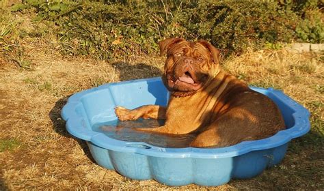 zwemmen met je hond wat moet je weten american pitbull terrier pitbull dog mastiff dog