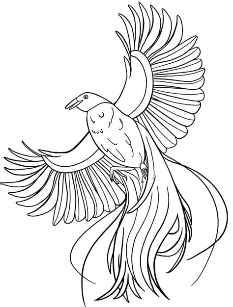 bird  paradise  coloring page printable coloring page  kids