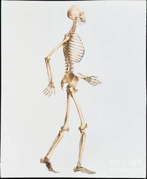 artwork   human skeleton  side view photograph  bo veisland