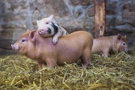 hintergrundbilder tiere schweine fauna wirbeltier hausschwein