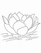 Lotus Coloring Pages Flower Water Kids Printable Without Drawing Leaves Colouring National India Clipart Leaf Lily Popular Colors Sheets Bestcoloringpagesforkids sketch template