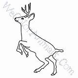 Coloring Mule Deer Pages Click sketch template