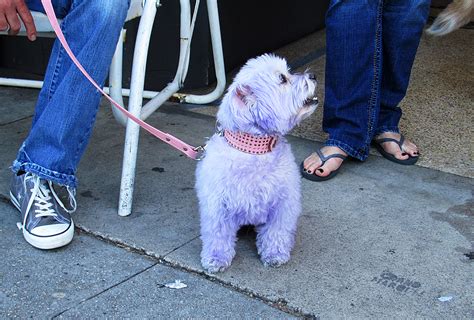 forms traced  light purple dog