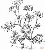 Marigold Coloring Pages Marigolds Flower Flowers Printable Tattoo Drawing Supercoloring Color Version Click Drawings Outlines Online цветы Illustration Embroidery Calendula sketch template