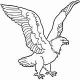 Elang Burung Sketsa Eagles Mewarnai Bald Rebanas Warna Menarik Soaring Menggambar Netart Belajar Melukis Getcolorings Garuda sketch template