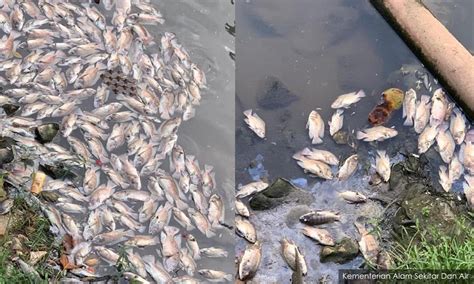dead fish pile   sg penchala  effluents flow  river