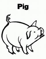 Printable Coloring Pigs Pig Pages Popular sketch template
