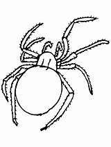 Spider Coloring Pages Animals Printable Insects Print Bugs Kids Web Colouring Popular Easily Book Advertisement Coloringpagebook sketch template