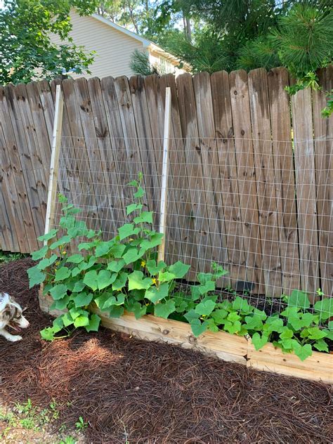 grow cucumbers   privacy fence dining  cooking