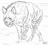Hyena Coloring Pages Spotted Striped Print Super Paint Printable Savannah Getcolorings Color Walking Results Animals African Coloringbay Getdrawings Template Categories sketch template
