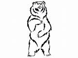 Bear Grizzly Drawing Standing Drawings Bears Getdrawings sketch template
