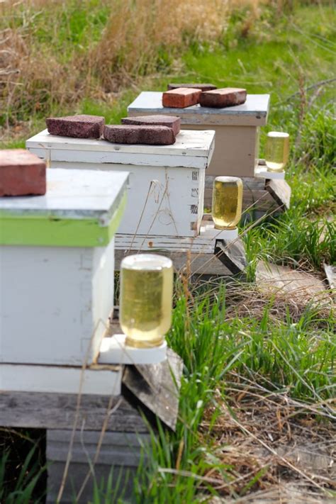 beekeeper  steps   started  honeybees