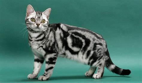 american shorthair cat breed information