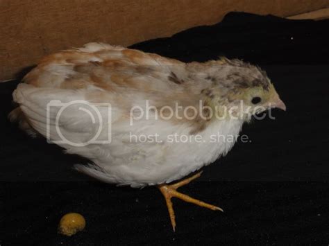 Button Quail Help Sex And Color With Pictures Backyard Chickens