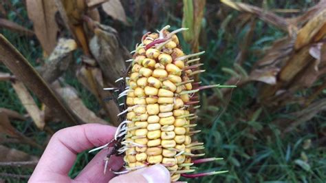 why are corn kernels germinating on the ear cropwatch university