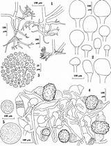 Rhizopus Sexualis Rhizoids Branching Several Ex sketch template