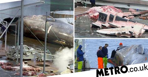 commercial whalers kill first blue whale in over 50 years metro news