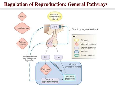 ppt reproductive physiology the male reproductive system powerpoint