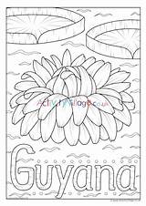 Guyana Flower National Colouring Village Activity Explore sketch template