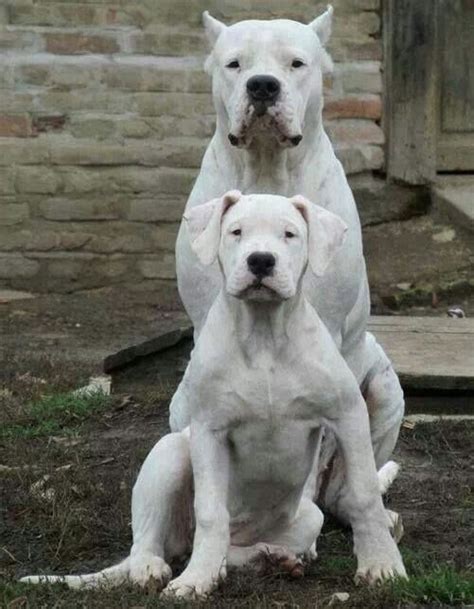 pitbull terrier pitbull puppies cute dogs  puppies  love dogs
