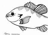 Drawing Bluegill Sunfish Template Coloring Paintingvalley sketch template