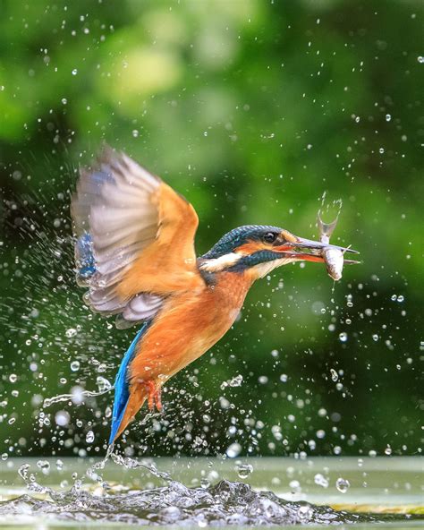 stunning capture  kingfisher catching  fish   shot