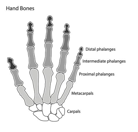 hand bone anatomy diagram