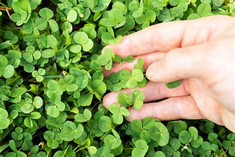 how to plant a clover lawn