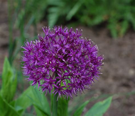fileflowering onion allium aflatunense purple sensation flower pxjpg wikipedia