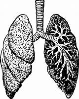 Lungs Organ Anatomy Needpix sketch template