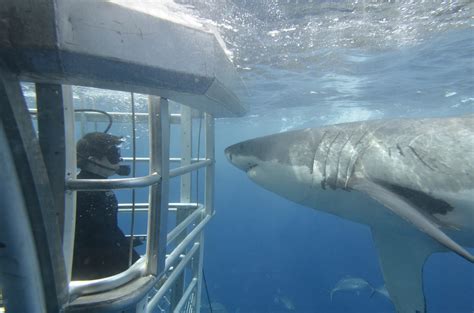 shark cage diving  adventure bay charters australias  true