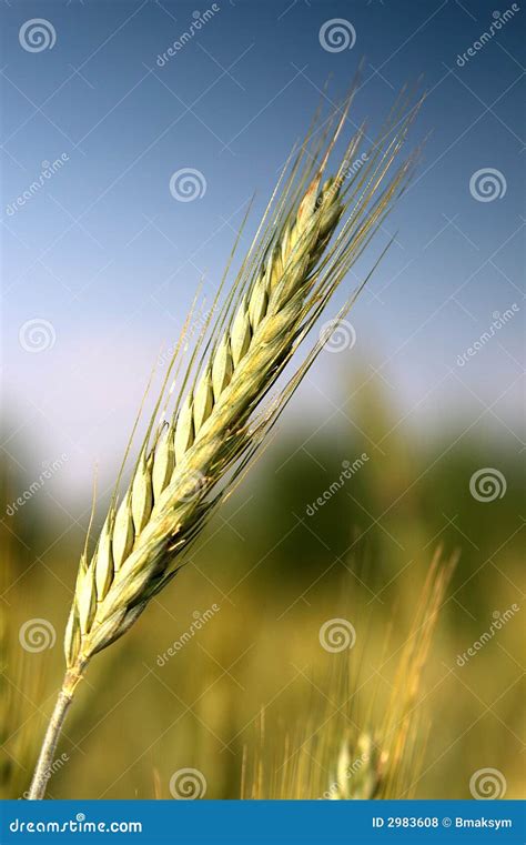 single wheat isolated   blurred background stock photo image