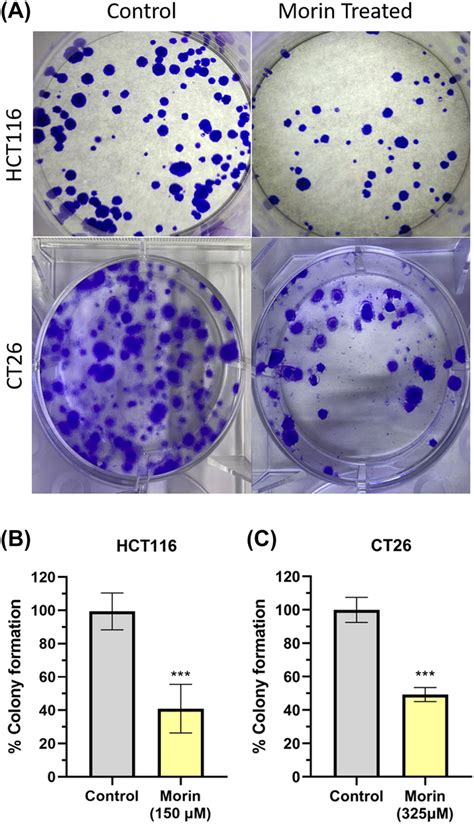 colony formation assay  treating hct  ct cells  ic