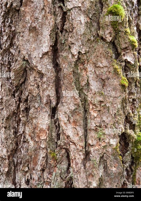 douglas fir bark stock photo alamy
