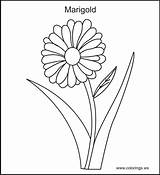 Marigold Marigolds sketch template