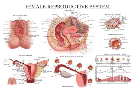 male and female reproductive system anatomical charts